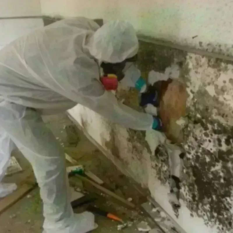 Mold Remediation and Removal in Lodi, OH